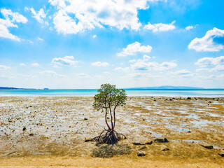 名蔵湾の一本マングローブ　沖縄県の石垣島
