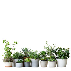 Obraz premium Green succulent plants in various pots on black background