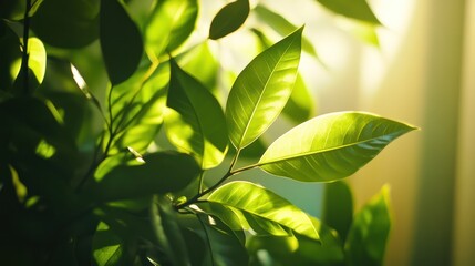Sunlight illuminating green leaves near window
