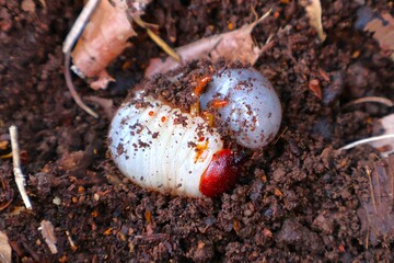 野生のカブトムシの幼虫