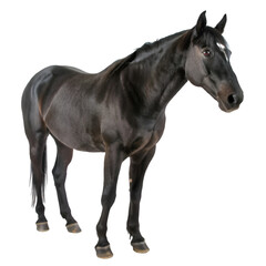 Fototapeta premium Black horse isolated on transparent background