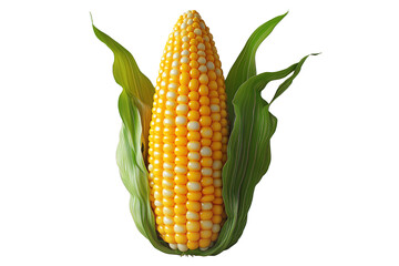 Obraz premium Corn cob with green leaves, isolated on white transparent background, concept of agriculture and healthy food.