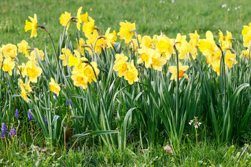 Flower bed with daffodils in city park.