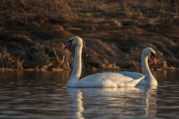 swans on the lake