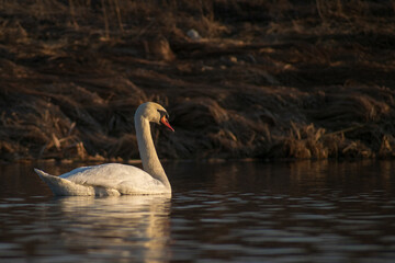 swan on the water