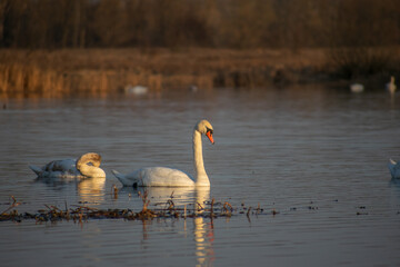swans on the river