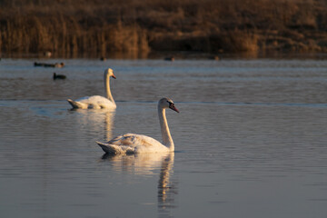 swan on the lake