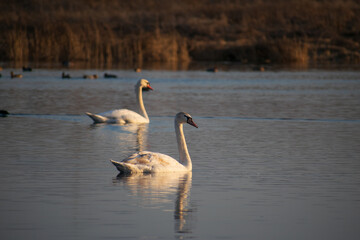 swans on the spring lake