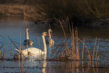 swan on the water