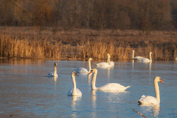 swans on the river