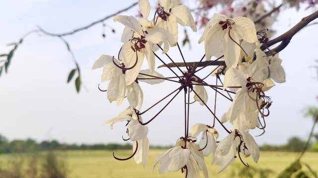 Flower (Cassia bakeriana) or Pink Shower, Wishing tree, Dwarf Apple Blossom tree Naturally beautiful flowers in the garden
