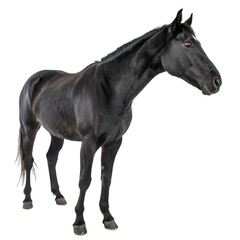 Black horse isolated on transparent background