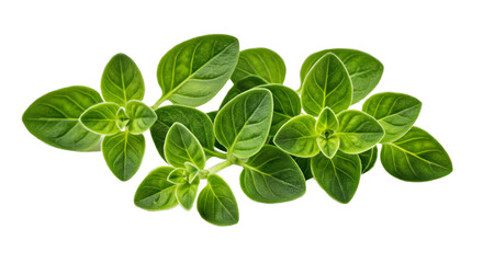 Fototapeta premium Oregano Leaves With a Rough, Organic Edge
