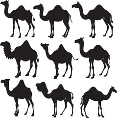 Naklejka premium Camel silhouettes set desert pack of vector silhouette