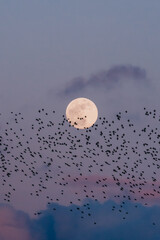Flock of starlings in front of the moon