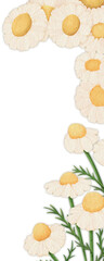 Illustration of row of Chamomile flowers edible flowers
