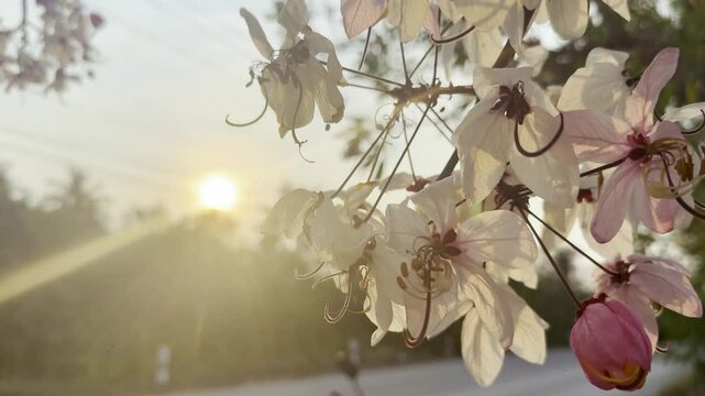 Flower (Cassia bakeriana) or Pink Shower, Wishing tree, Dwarf Apple Blossom tree Naturally beautiful flowers in the garden
