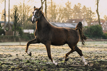 Dutch Harness Horse x Hackney horse during sunrise in pasture showing off her trot