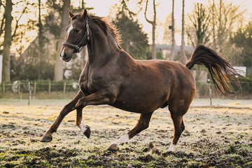 Dutch Harness horse cantering in pasture during sunrise