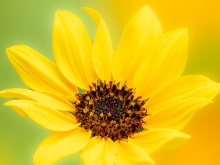夏から秋の公園や花壇を彩るヒマワリ（ミニヒマワリ）のある風景。自然風景素材。眩しい日差しでボケた景色。ぼんやりした花畑のイメージ。