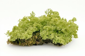 Fototapeta premium A clump of green moss sitting on a white surface