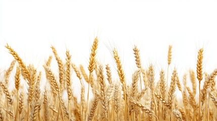 Fototapeta premium Golden Harvest The Beauty of Ripe Wheat Fields.