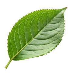 Obraz premium Green Leaf with Detailed Veins, Isolated on Transparent Background