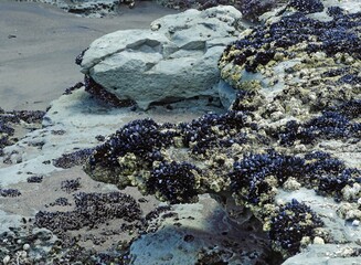 colorful little black mussels and barnacles on the rocks at low tide along the tongaporutu coastline on a sunny summer day  south of moaku, on west coast of north island of new zealand 