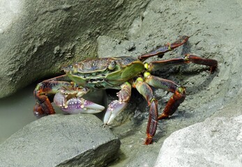 a colorful purple rock crab  coming out from his hiding place under a rock on the tongaporutu coastline on a  summer day  south of moaku, on west coast of north island of new zealand 