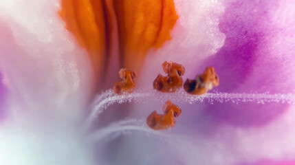 Fototapeta premium Close-up pollen inside a vibrant flower
