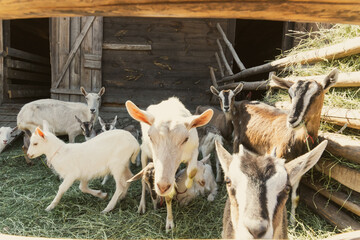 goats in a farm