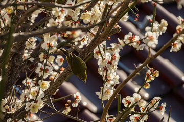 White plum blossoms and Japanese white-eye
白梅とメジロ