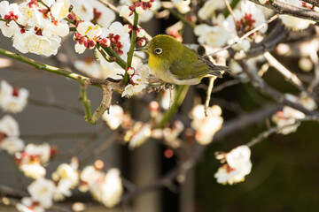 White plum blossoms and Japanese white-eye
白梅とメジロ