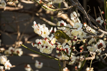 White plum blossoms and Japanese white-eye
白梅とメジロ