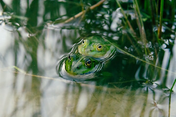 frog in the pond