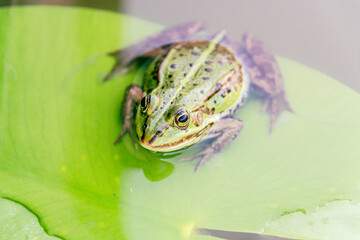 frog in the pond