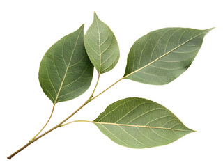 Fototapeta premium Fresh Green Leaves on White Background, Isolated on Transparent Background