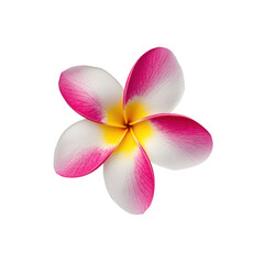 Fototapeta premium Close up of a pink, white, and yellow plumeria flower on a transparent background. Floral, tropical, and botanical themes.