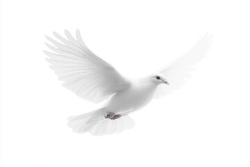 Obraz premium A white pigeon is gracefully flying high in the air with wings spread