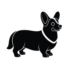 Obraz premium border collie puppy