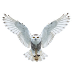 Snowy owl, landing position, wings angled, sharp talons, isolated transparent