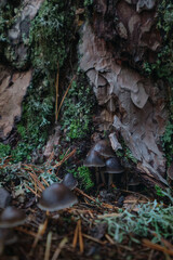 Mushrooms in the autumn forest close-up