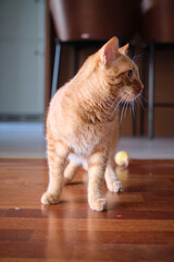 Cute young red-haired cat playing
