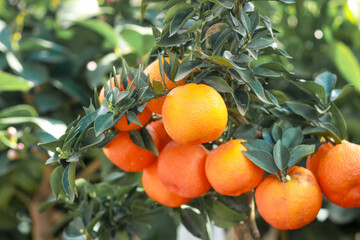 Orange tree with ripe oranges 