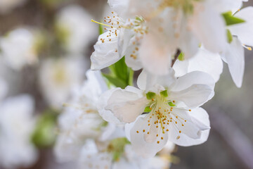 Oshima cherry blossom