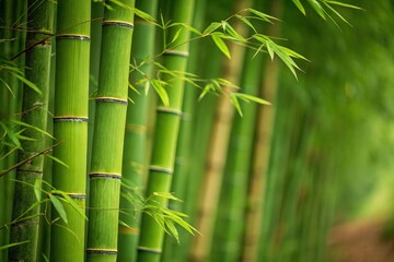 Obraz premium Lush Green Bamboo Stalks in a Serene Forest Setting Generative AI