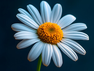 Fototapeta premium daisy