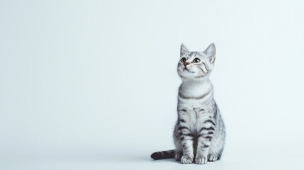 Obraz premium Beautiful American Shorthair cat is sitting on a white background. Looking forward. The cat's eyes are wide open, giving it a curious and alert appearance . Copy space 