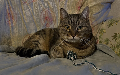 A brown and yellow striped domestic cat lies on a sofa