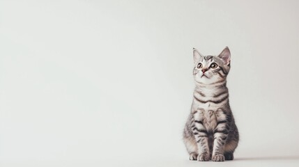 Beautiful American Shorthair cat is sitting on a white background. Looking forward. The cat's eyes are wide open, giving it a curious and alert appearance . Copy space 